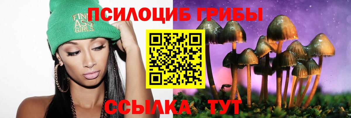 Псилоцибиновые грибы Psilocybe Мончегорск